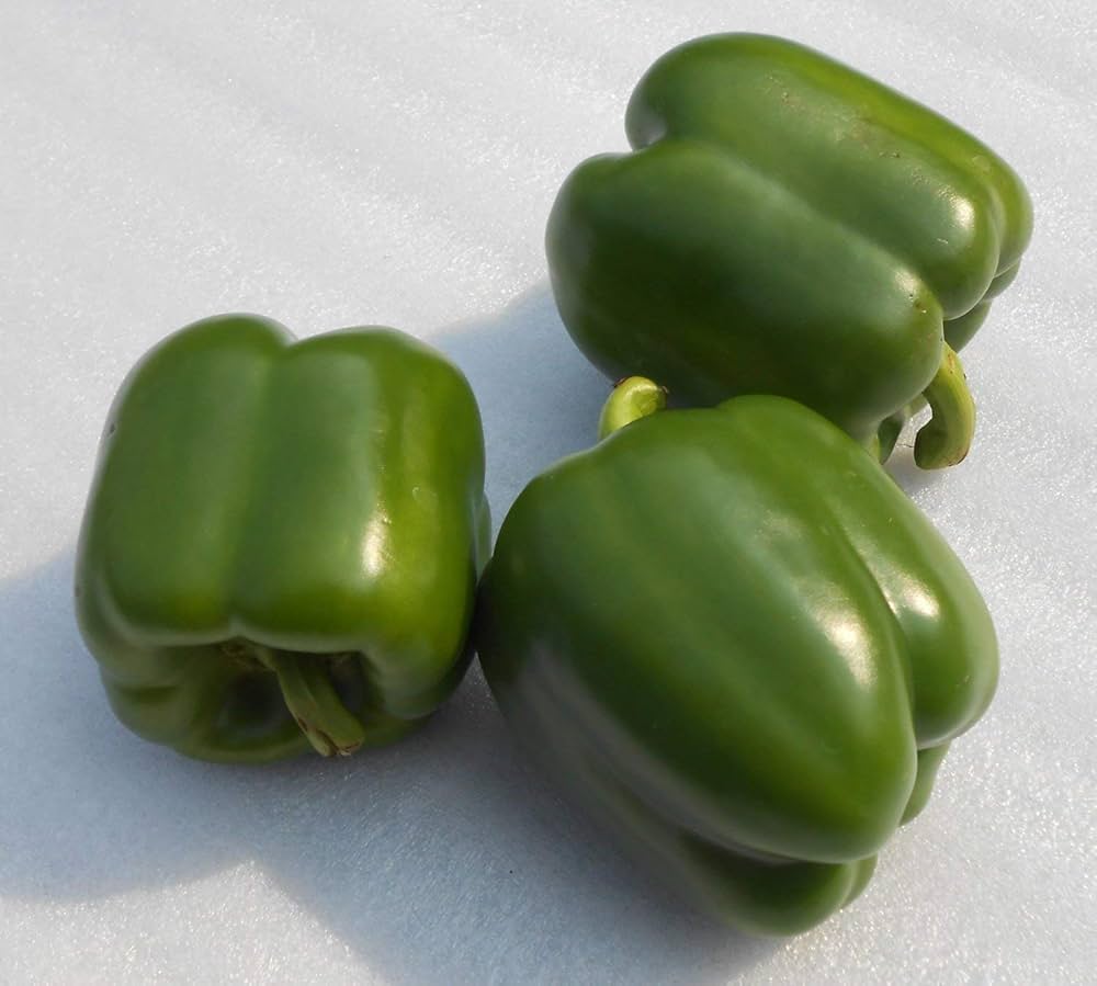 Green to red California Wonder bell peppers on plant