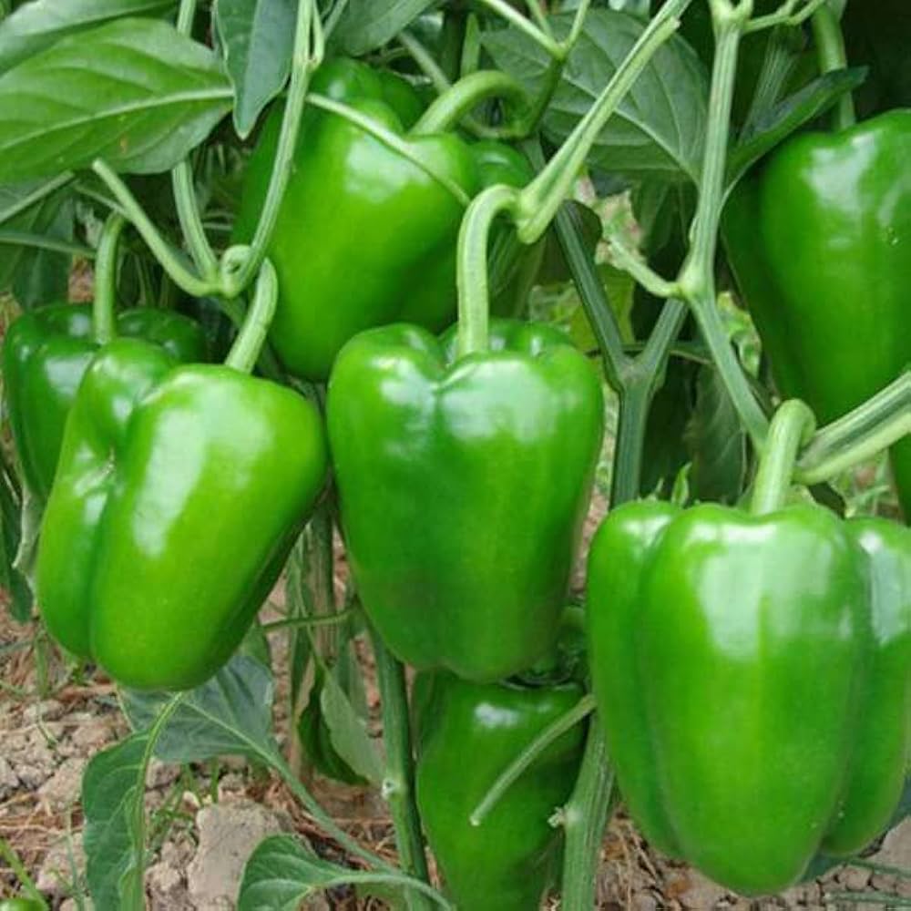 Bell pepper planting guide for home gardens