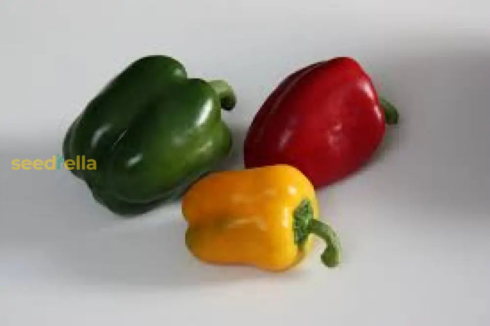 Bell Pepper Seeds For Fresh Planting Vegetable Seeds