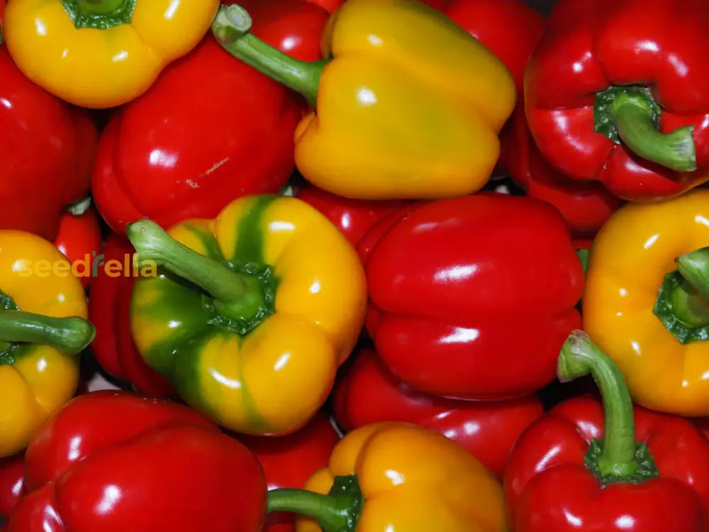 Non GMO Bell Pepper seeds variety