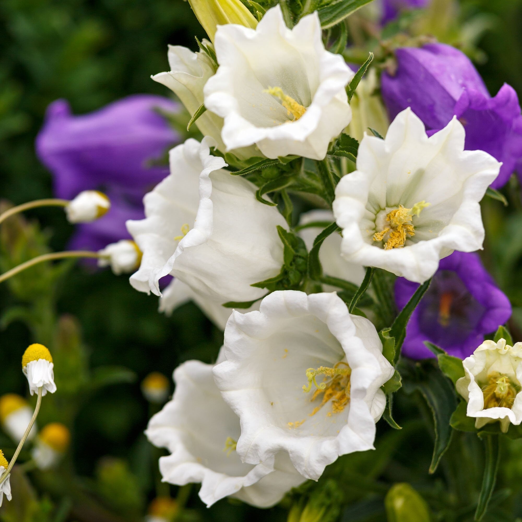Elegant White Bell-Shaped Canterbury Bells Flowers