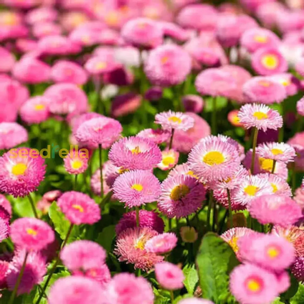 Pink Bellis Perennis seeds for borders and garden beds
