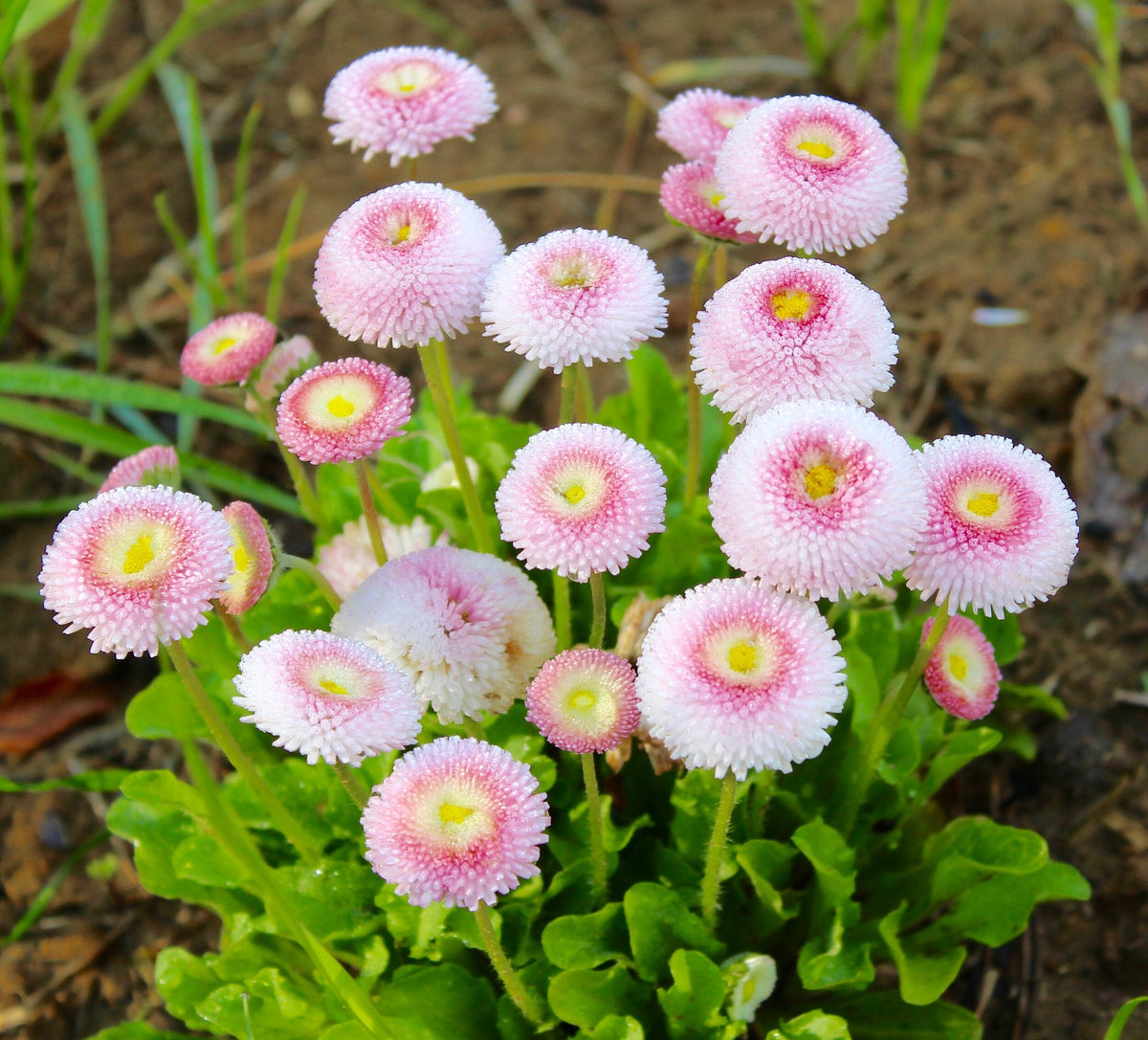 Pink White Bellis Flower seeds for Planting Wildflower Mix Heirloom & GMO Free Seeds for Home Garden 
 
 Sale seeds for home garden planting