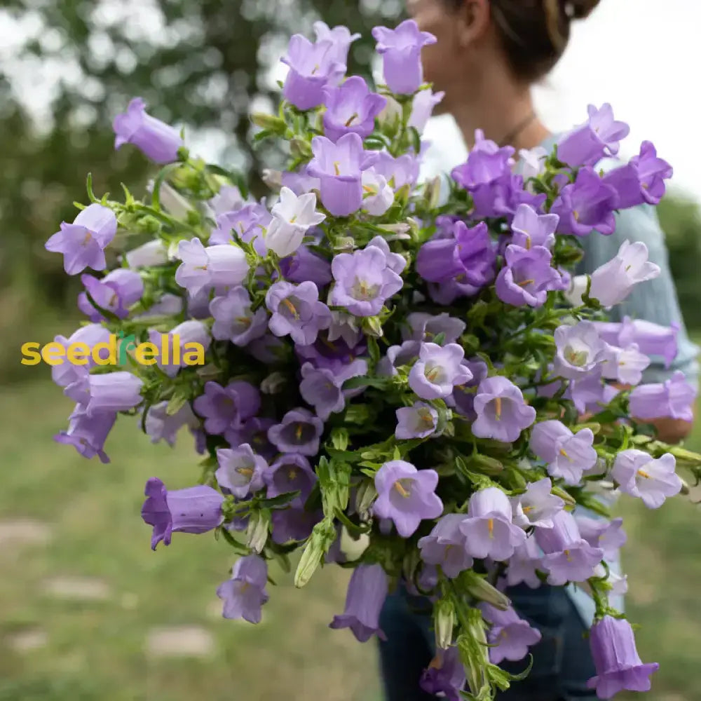 Bells Mix Flower Planting Seeds For Colorful Gardens