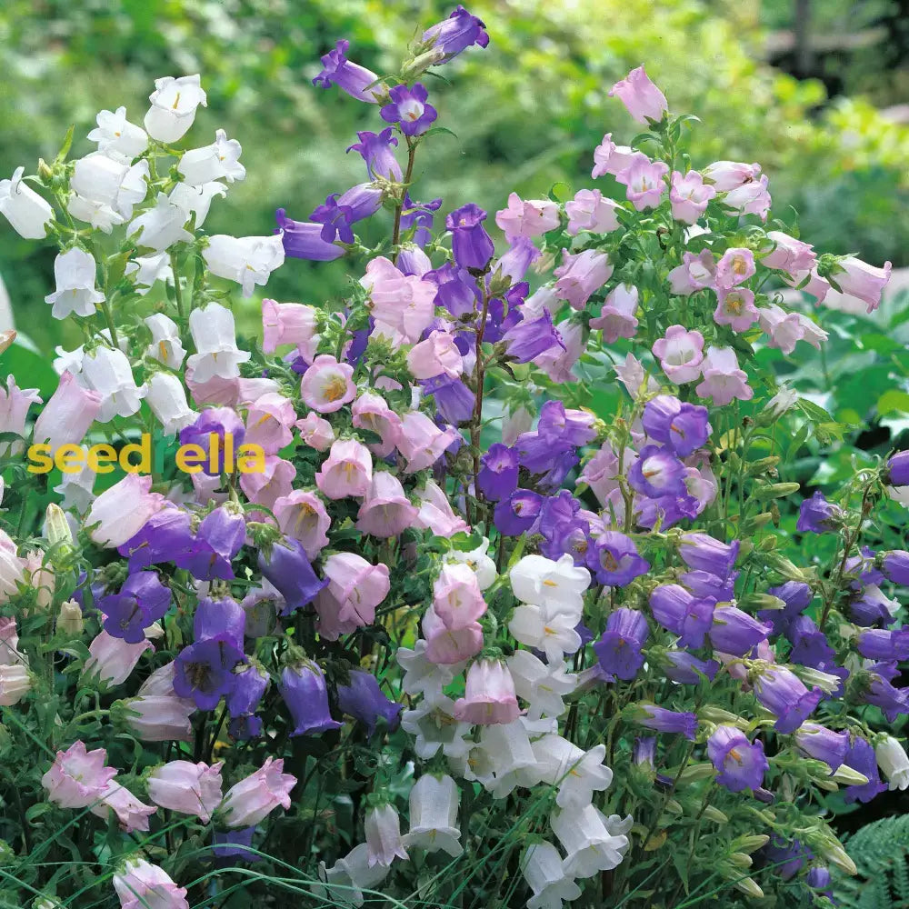 Bells Mix Flower Planting Seeds For Colorful Gardens