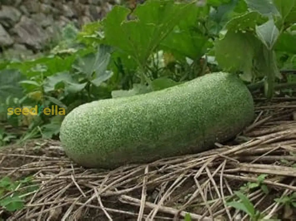 Benincasa seeds for planting in home gardens