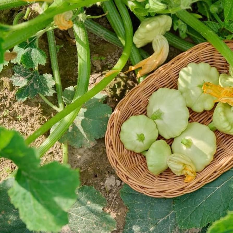 Bennings Green Tint scallop squash seeds for home gardens
