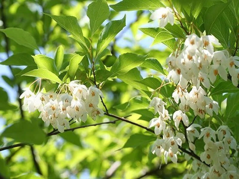 Styrax (Styrax Benzoin) seeds for planting in home garden