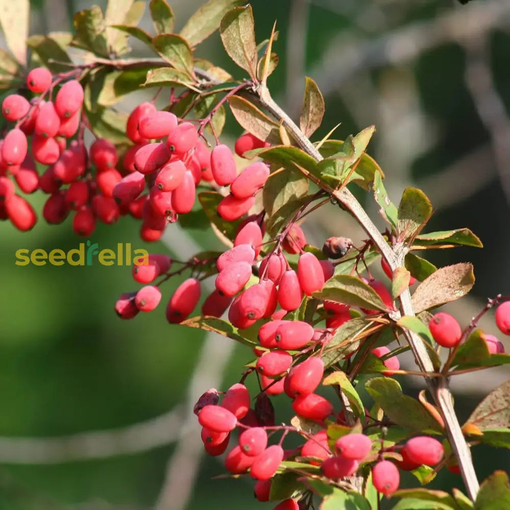 Berberis Aristata Seeds Indian Barberry Tree Turmeric Attract Pollinators Gardens Beds Borders