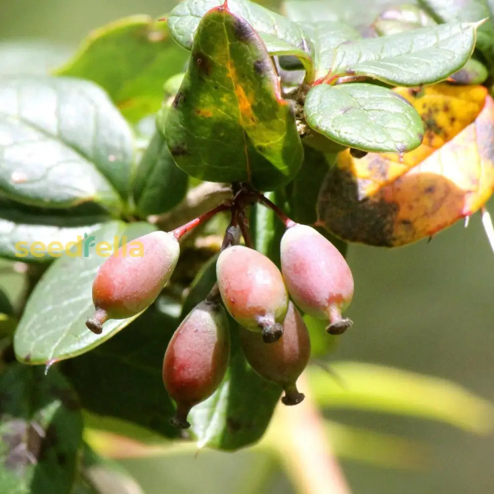 Berberis Aristata Seeds Indian Barberry Tree Turmeric Attract Pollinators Gardens Beds Borders