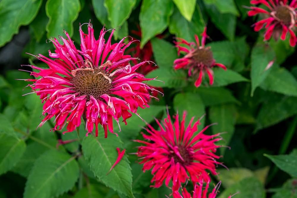 Bergamot flower seeds for planting aromatic garden blooms