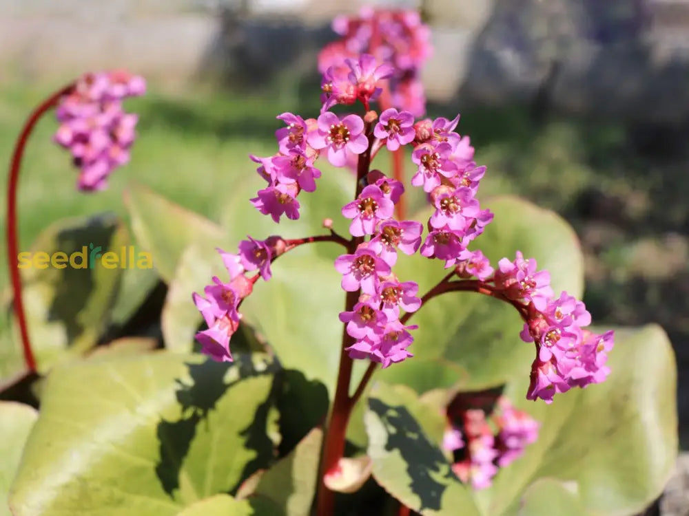 Bergenia Flower Seeds For Winter Planting