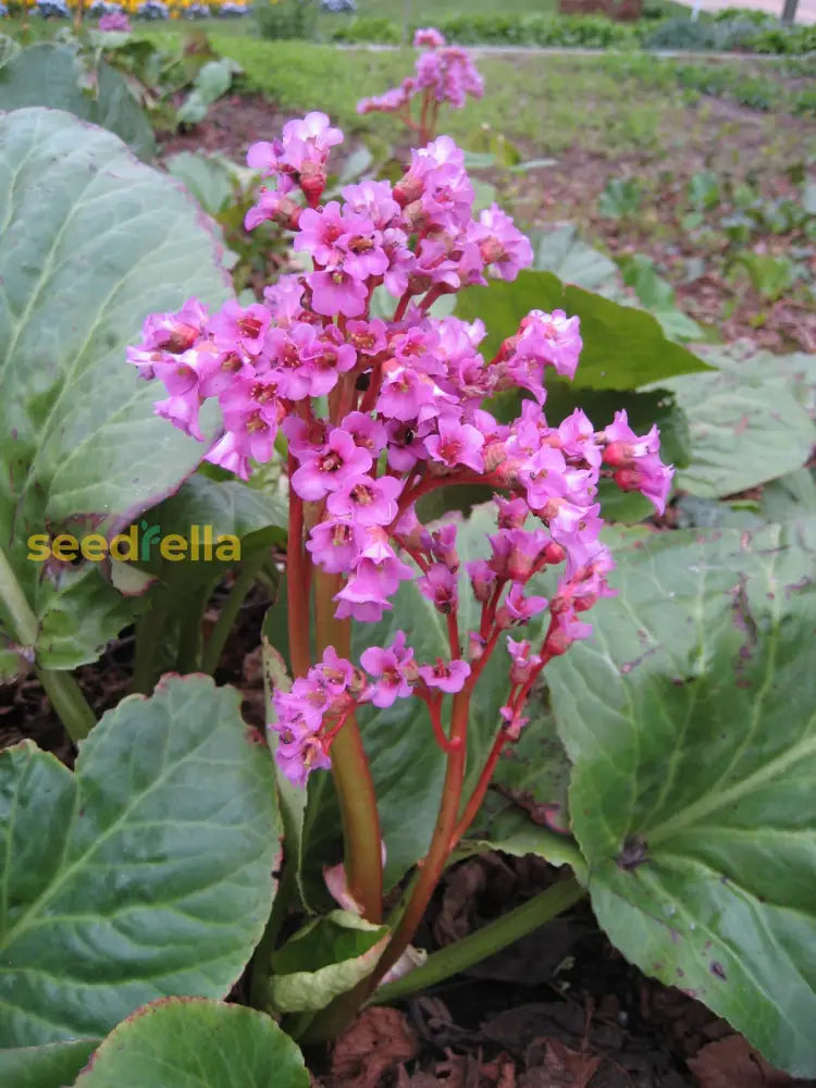 Bergenia Flower Seeds For Winter Planting