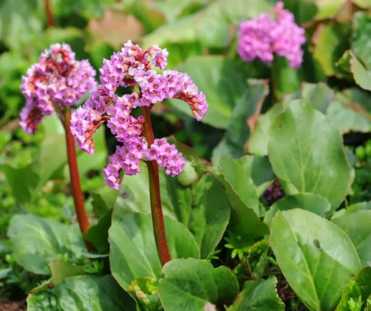 Bergenia Plants Growing Along Garden Border