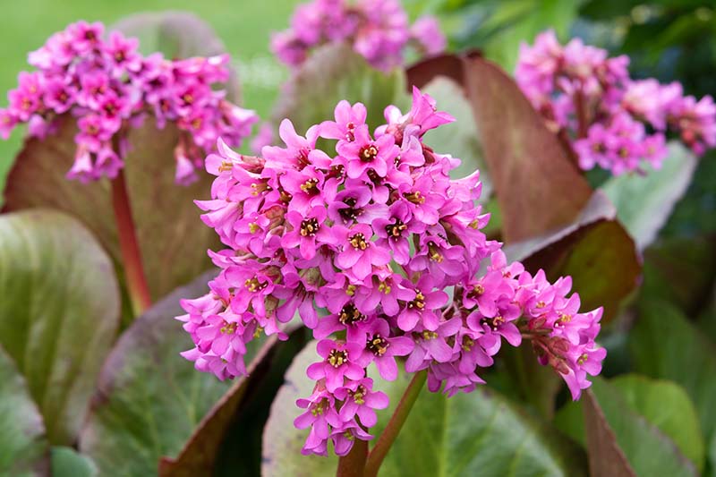 Close-Up of Bergenia Leaves and Flowers