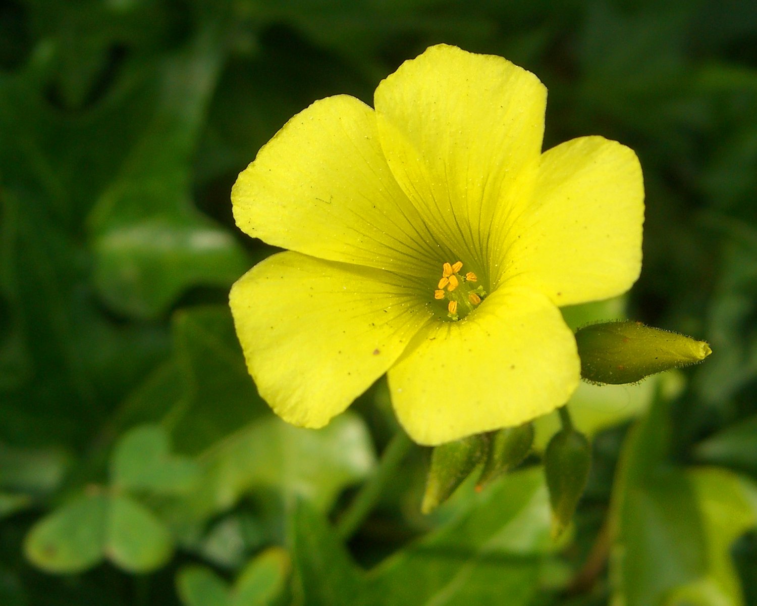 Yellow Bermuda Buttercup Flower Seeds for Planting