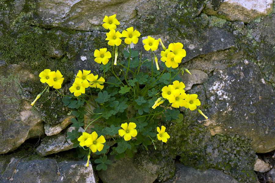 Bermuda Buttercup Flowers in Garden Bed