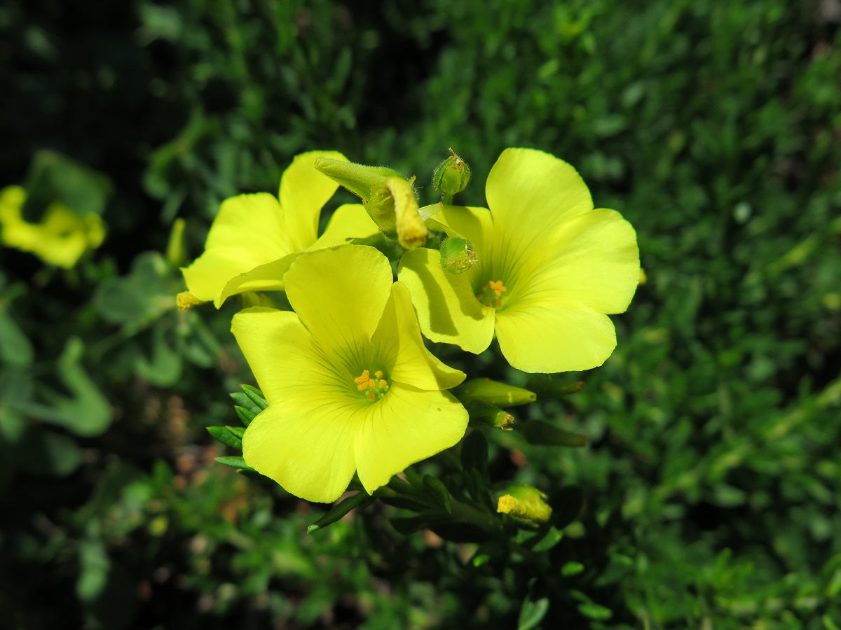Yellow Bermuda Buttercup Flowers in Landscape Display
