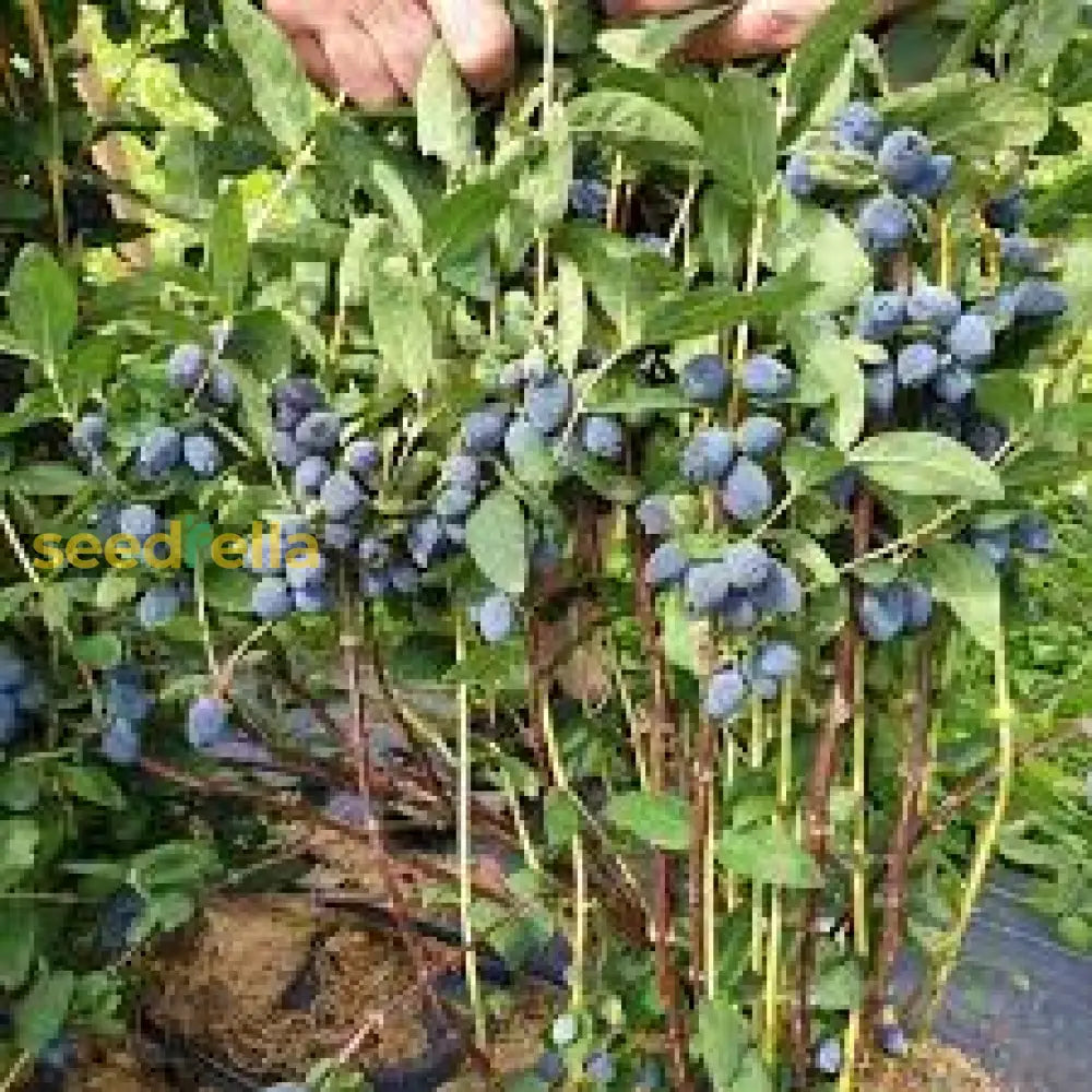 Berry Blue Haskap Fruit Seeds For Planting - Unique Berries Your Garden