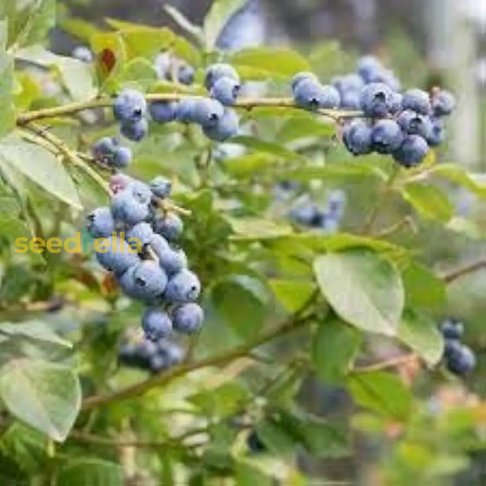 Berry Blue Haskap Fruit Seeds For Planting - Unique Berries Your Garden