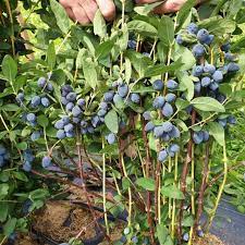 Berry Blue Haskap seeds for planting nutrient-rich blue berries