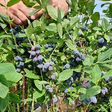 Berry Blue Haskap shrubs growing from seeds in home garden