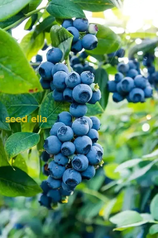 Berry Seeds For Planting  Grow Juicy Fruits Year-Round