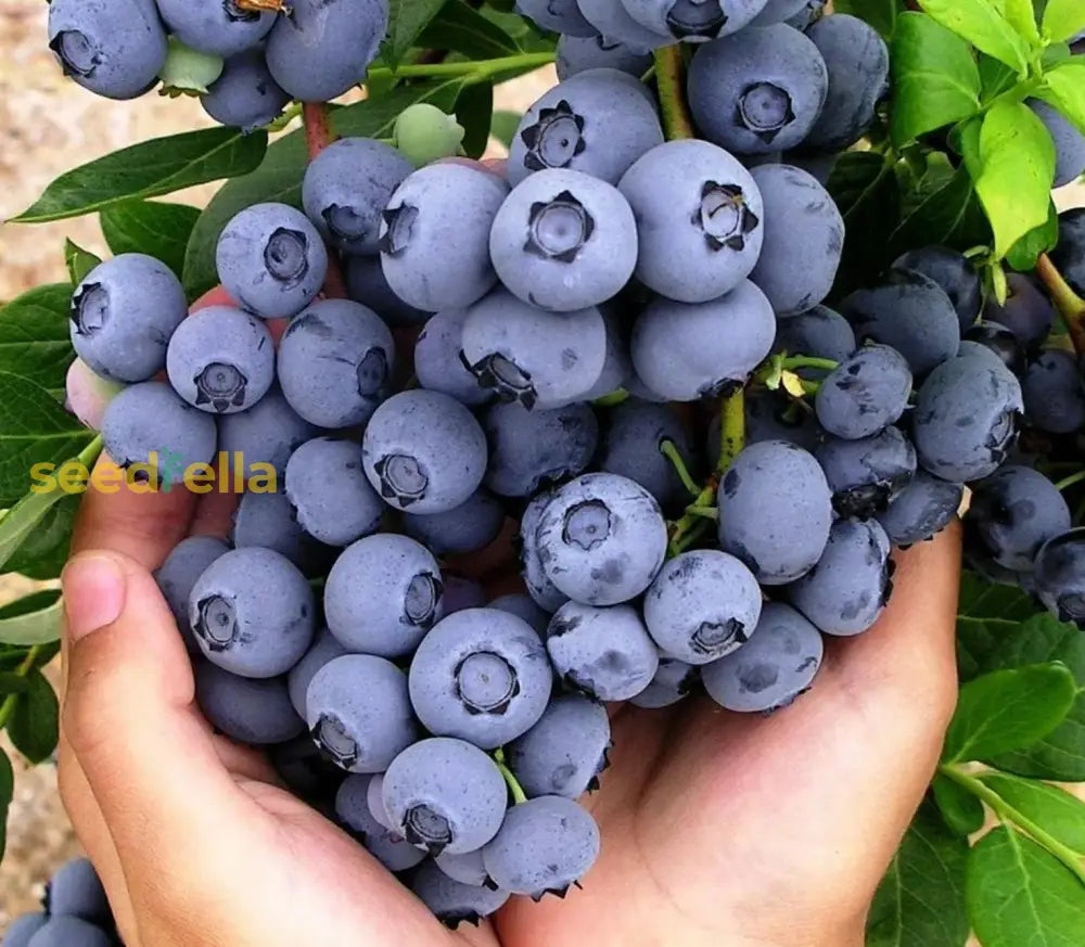 Berry Seeds For Planting  Grow Juicy Fruits Year-Round