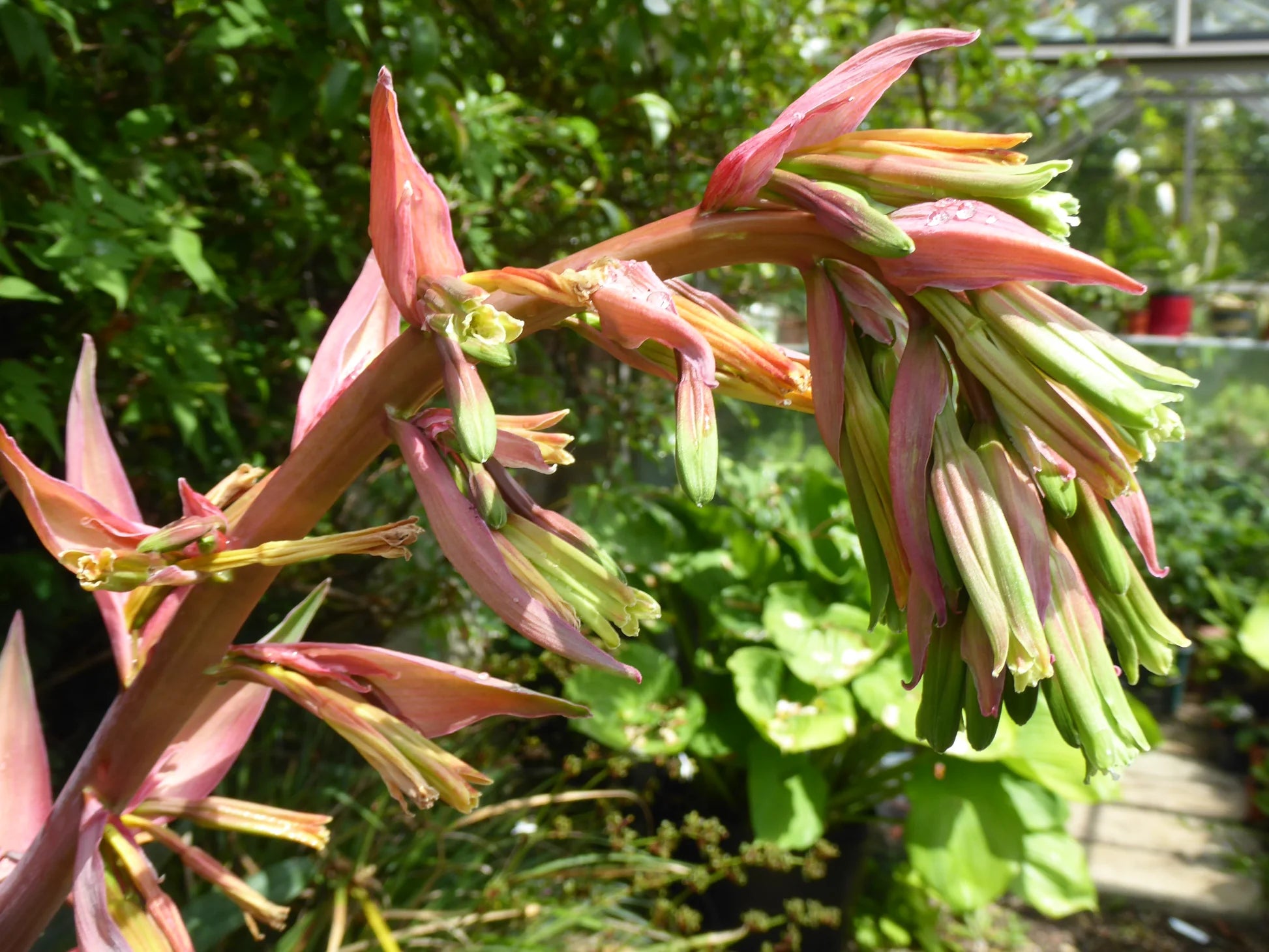 Mexican Lily (Beschorneria Yuccoides) in garden landscape
