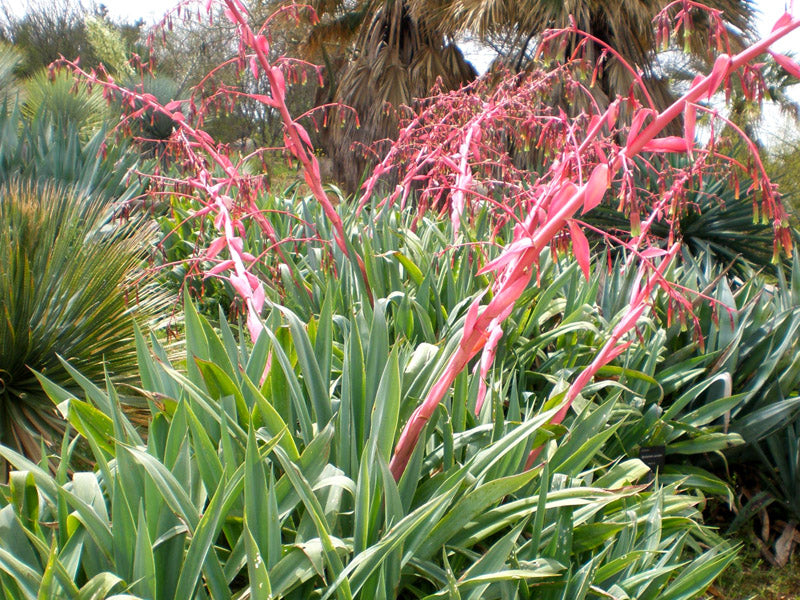 Beschorneria Yuccoides in a xeriscape garden