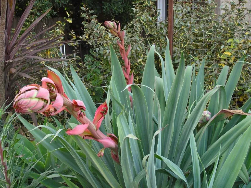 Close-up of Beschorneria Yuccoides rosette foliage