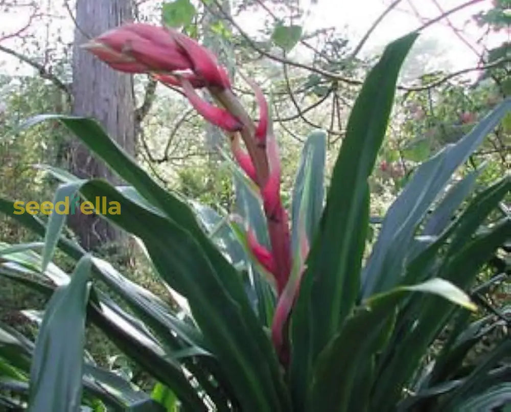 Beschorneria Yuccoides Seeds For Planting