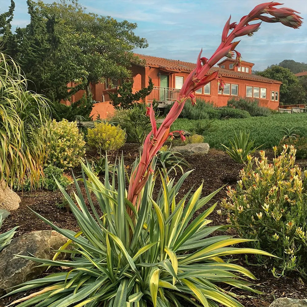 Beschorneria Yuccoides Seeds for Planting