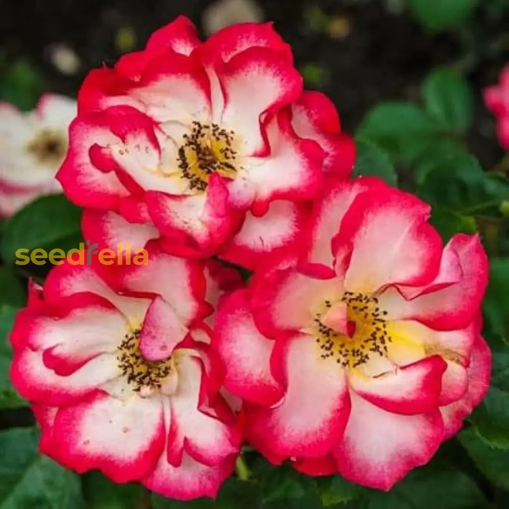 Betty Boop Rose Seeds For Planting | Vibrant Pink Blooms Your Garden Flower