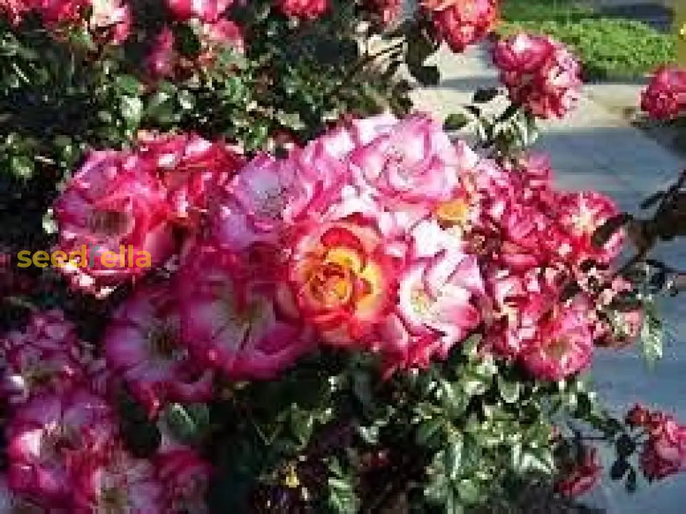 Betty Boop Rose Seeds For Planting | Vibrant Pink Blooms Your Garden Flower