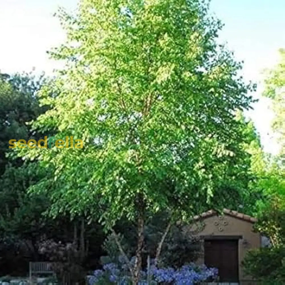 Betula Nigra Seeds For Planting - Grow Your Own River Birch Tree Plant Seeds