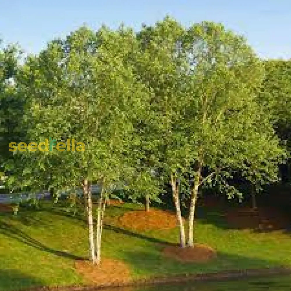 Betula Nigra Seeds For Planting - Grow Your Own River Birch Tree Plant Seeds