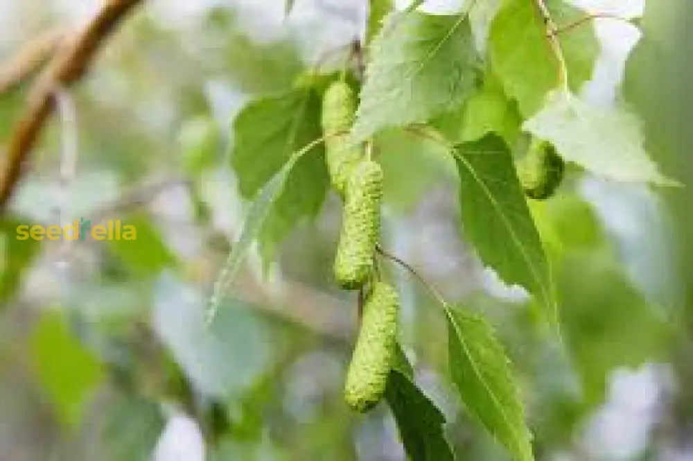 Betula Pendula Seeds For Easy Planting Plant Seeds