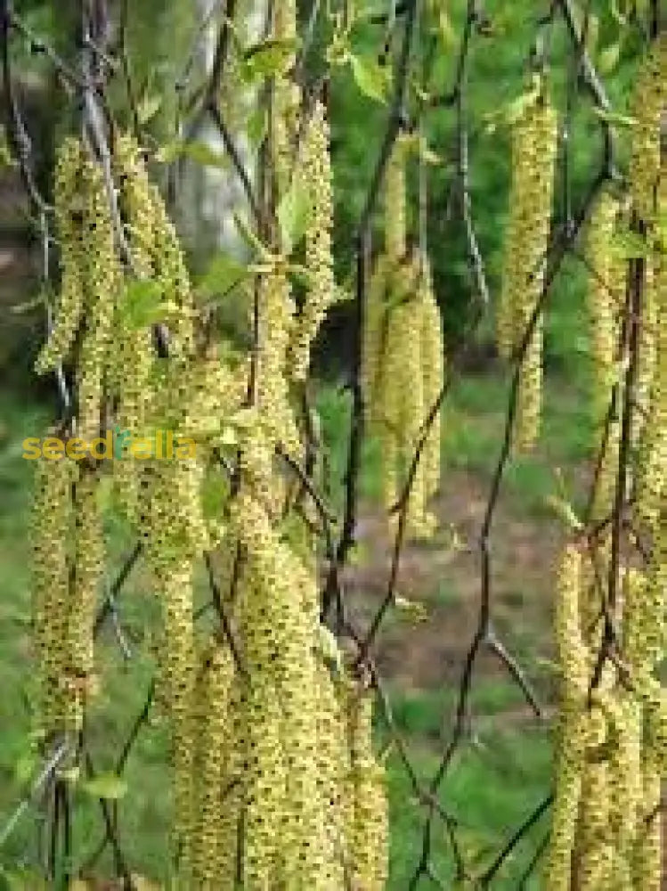 Betula Pendula Seeds For Easy Planting Plant Seeds