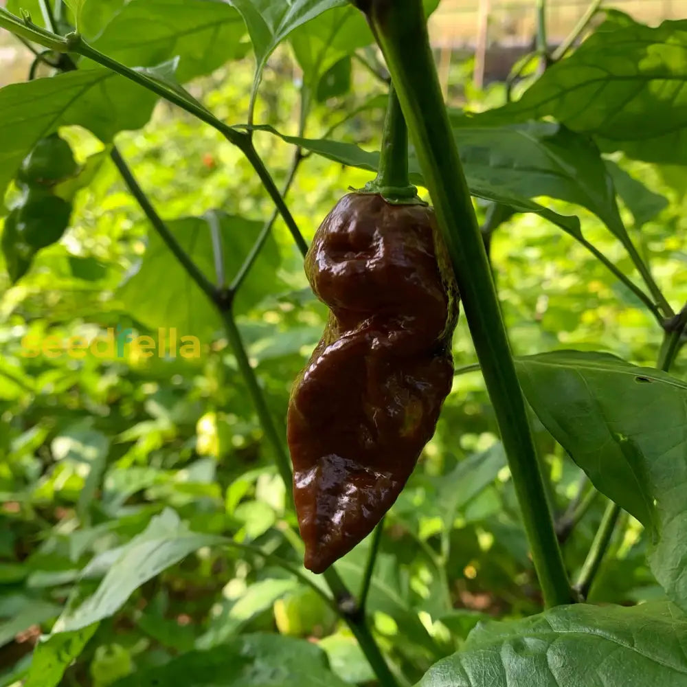 Bhut Jolokia Brown Pepper plants growing in home garden