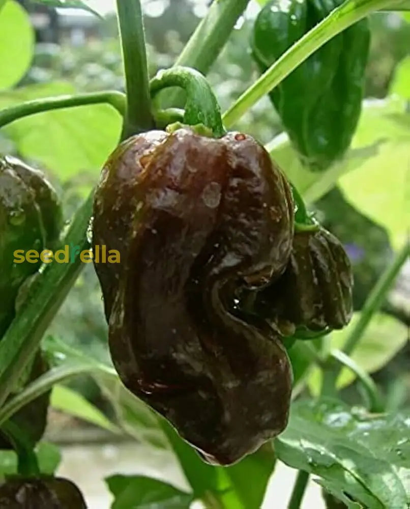 Bhut Jolokia Brown Pepper seedlings sprouting in soil