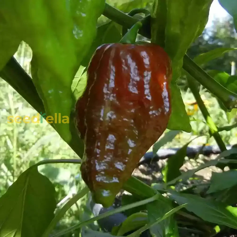 Bhut Jolokia Brown Seeds - Perfect For Planting Hot Peppers Vegetable Seeds