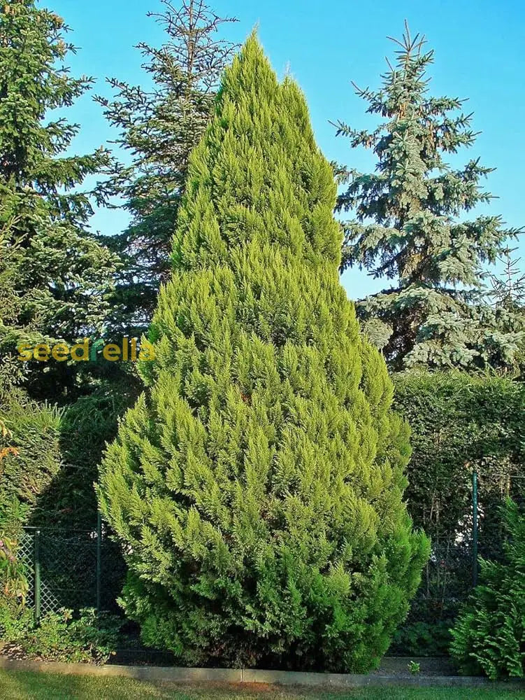 Bhutan Cypress Seeds For Planting - Enhance Your Landscape With Evergreen Trees