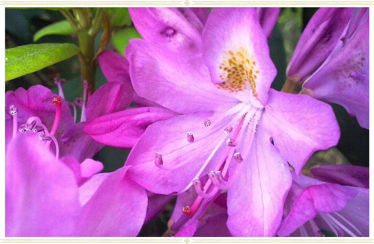 Bi-Color Azalea Shrub with Purple and White Flowers