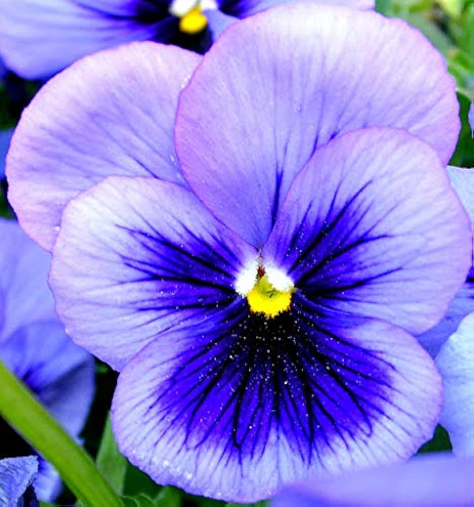 Bi-color Peppermint Twist cosmos seeds for gardens