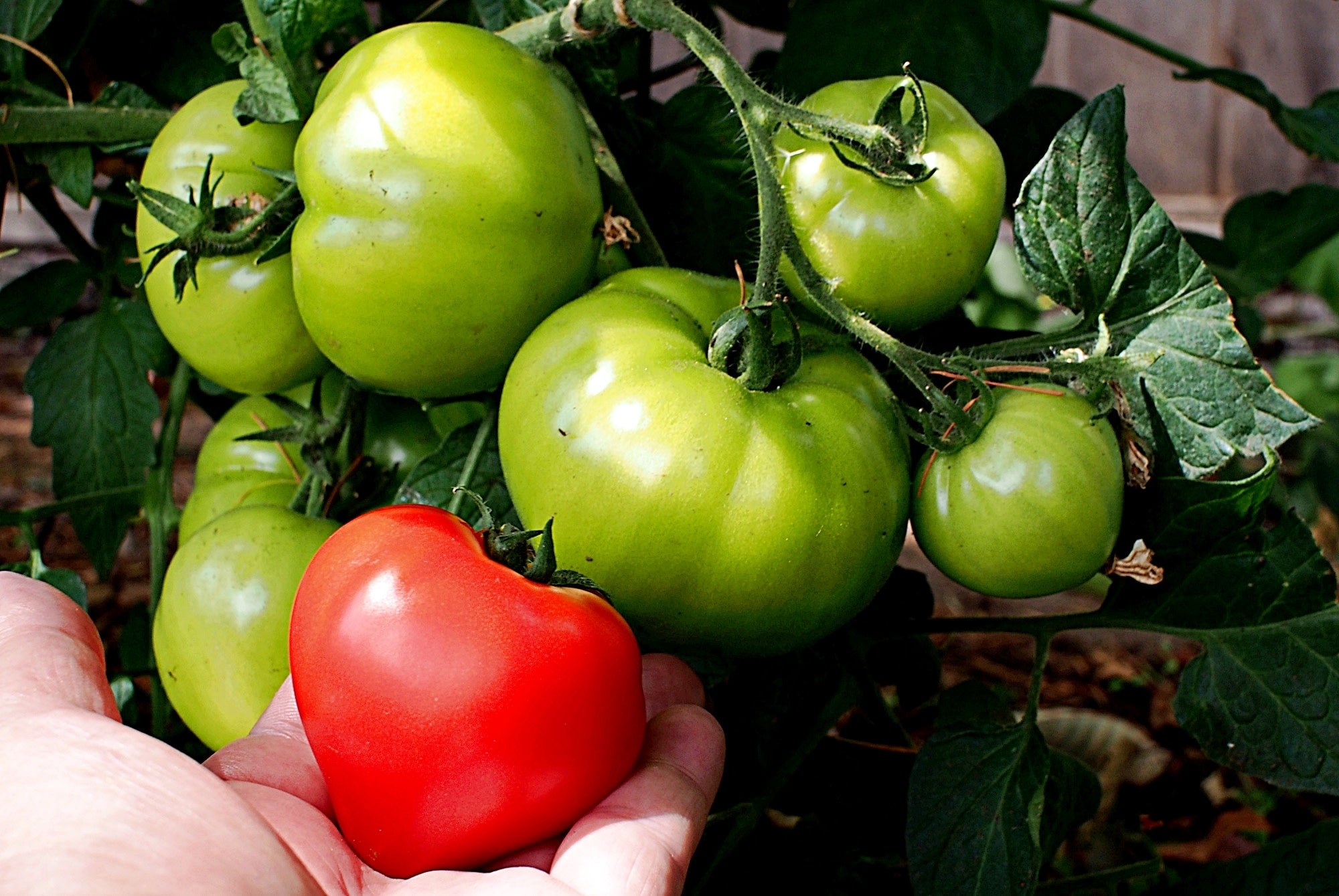 Harvest of unique red and green tomatoes