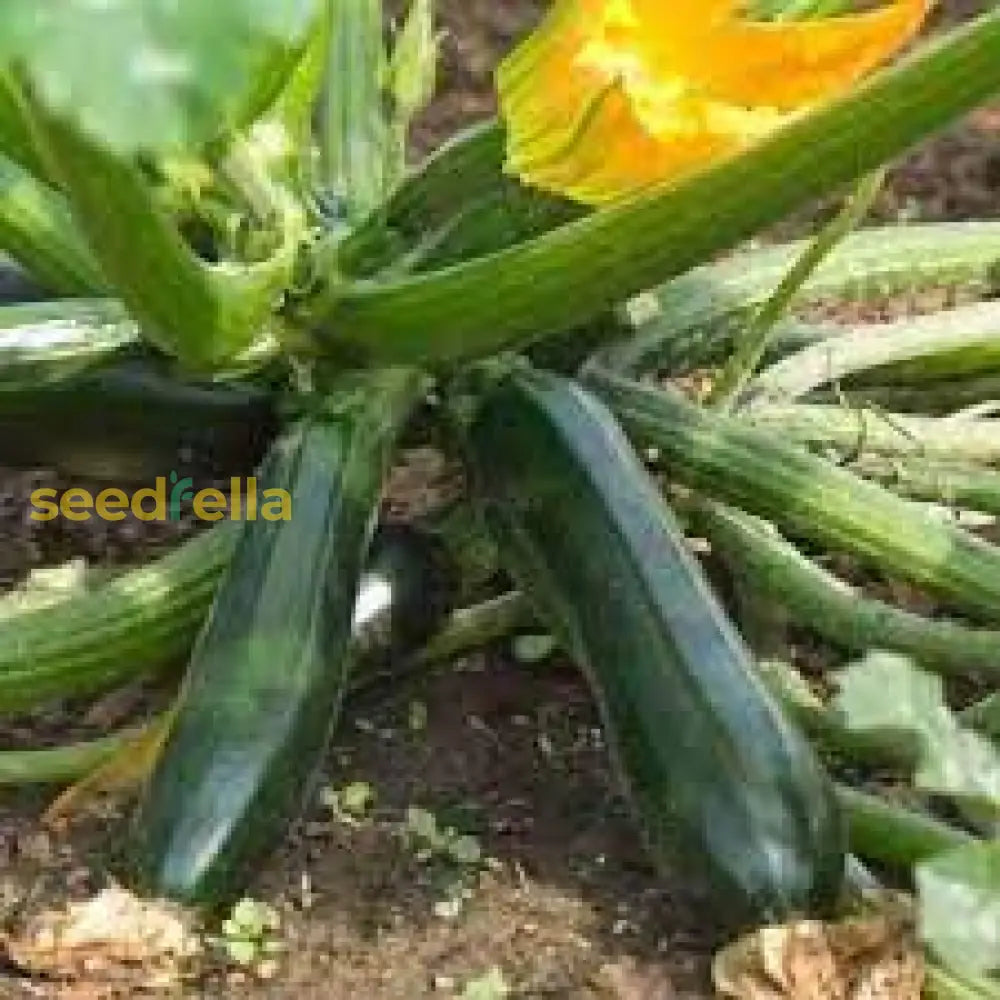 Bianco Di Trieste zucchini growing guide