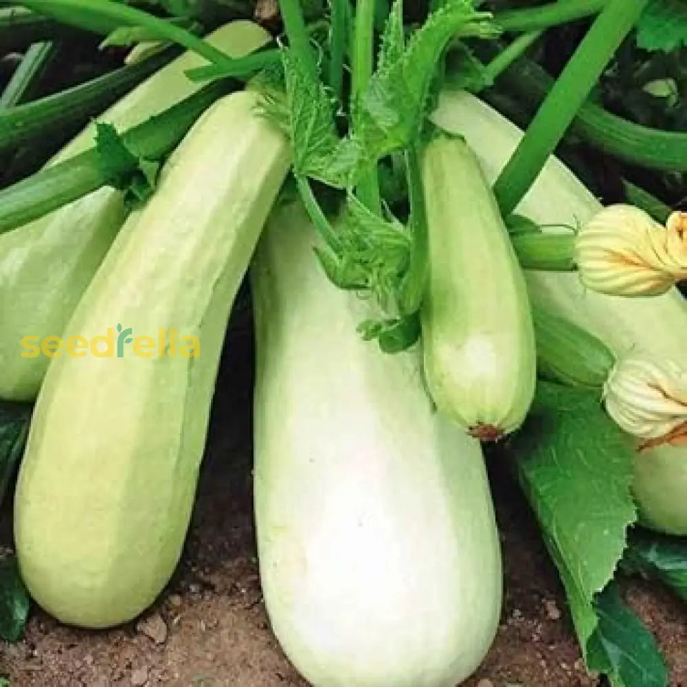 Bianco Di Trieste Zucchini Planting Seeds - Grow Fresh Zucchinis All Year Vegetable Seeds