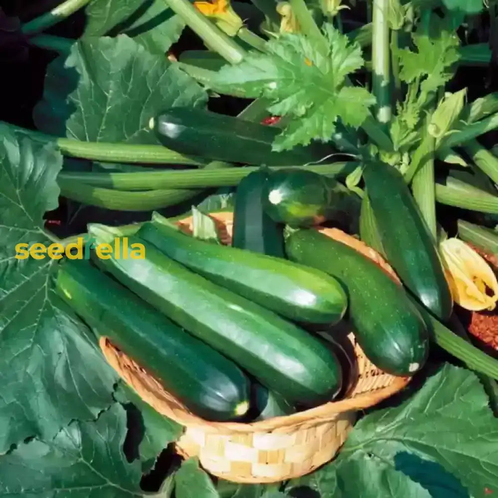 Bianco Di Trieste Zucchini Planting Seeds - Grow Fresh Zucchinis All Year Vegetable Seeds