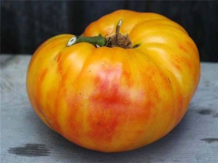 Large bi-colored yellow and red heirloom tomatoes on vine